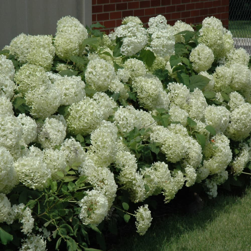 NetPS Plant Finder (www.netpsplantfinder.com)