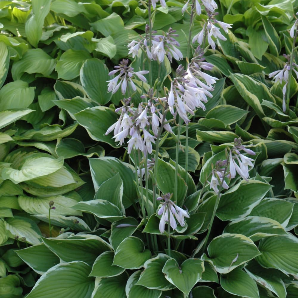 NetPS Plant Finder (www.netpsplantfinder.com)