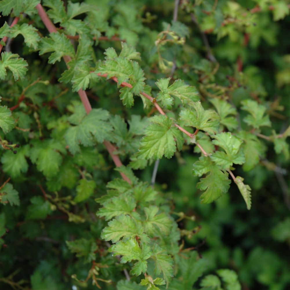 NetPS Plant Finder (www.netpsplantfinder.com)