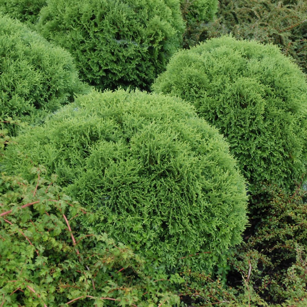 Arborvitae Little Giant