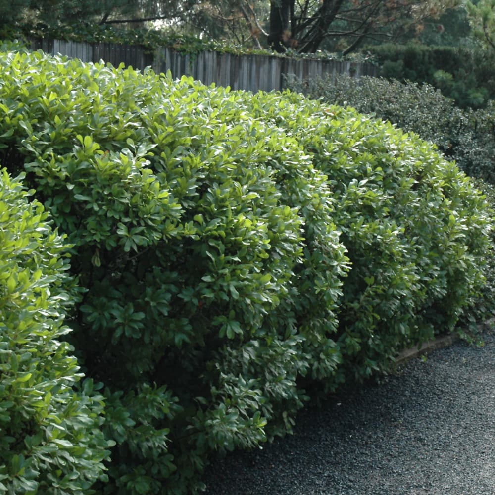 Bayberry Northern
