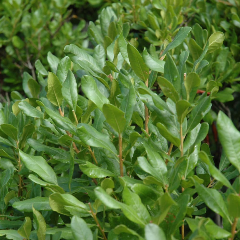 NetPS Plant Finder (www.netpsplantfinder.com)