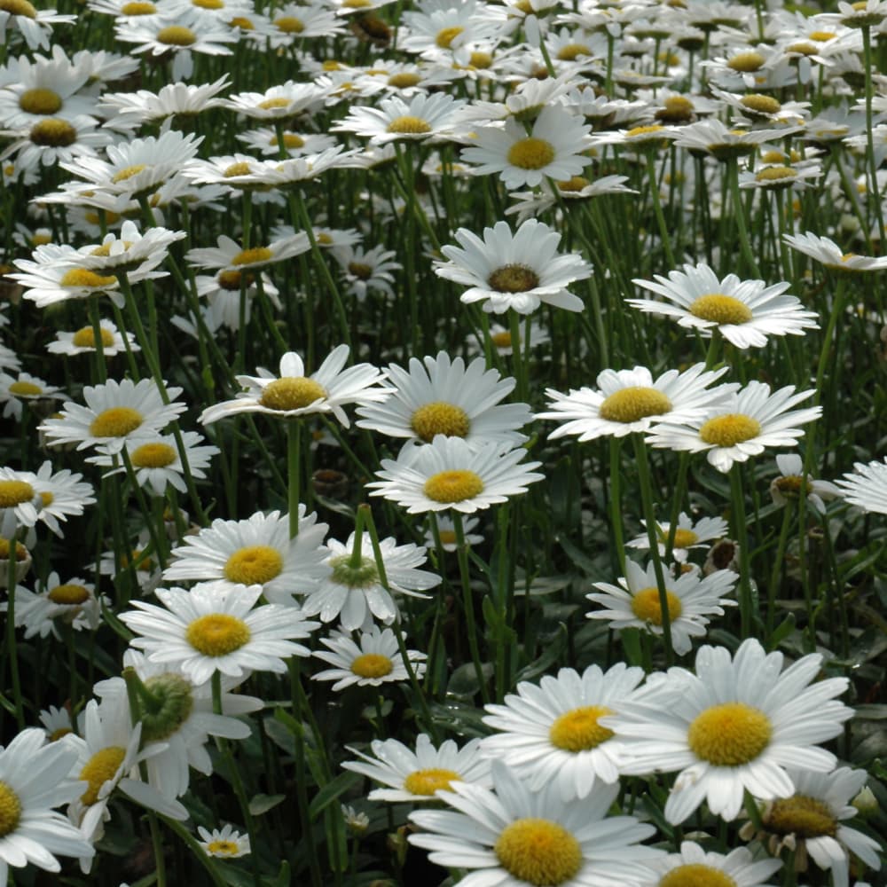 NetPS Plant Finder (www.netpsplantfinder.com)