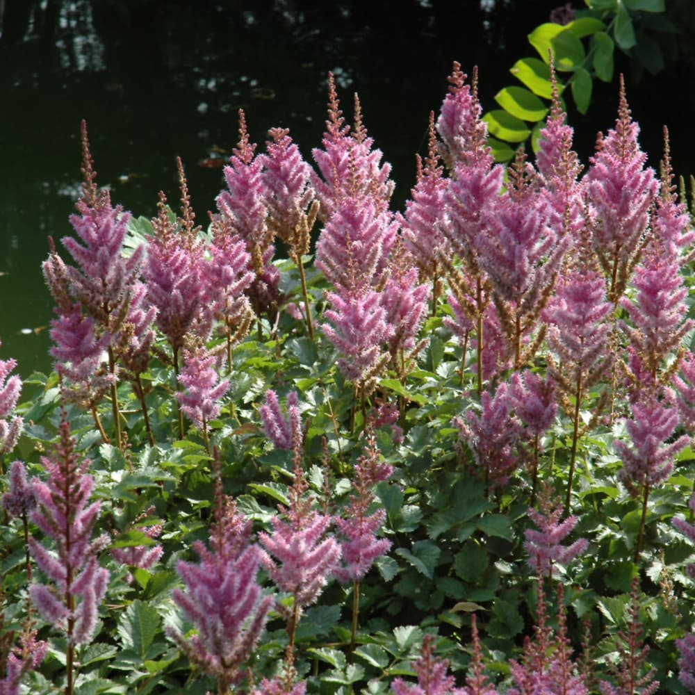 Astilbe Pumila