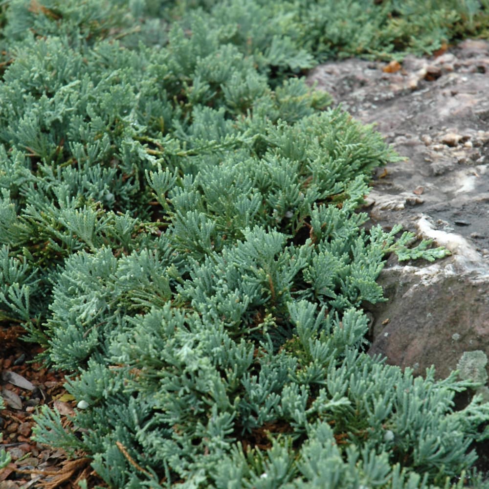 NetPS Plant Finder (www.netpsplantfinder.com)