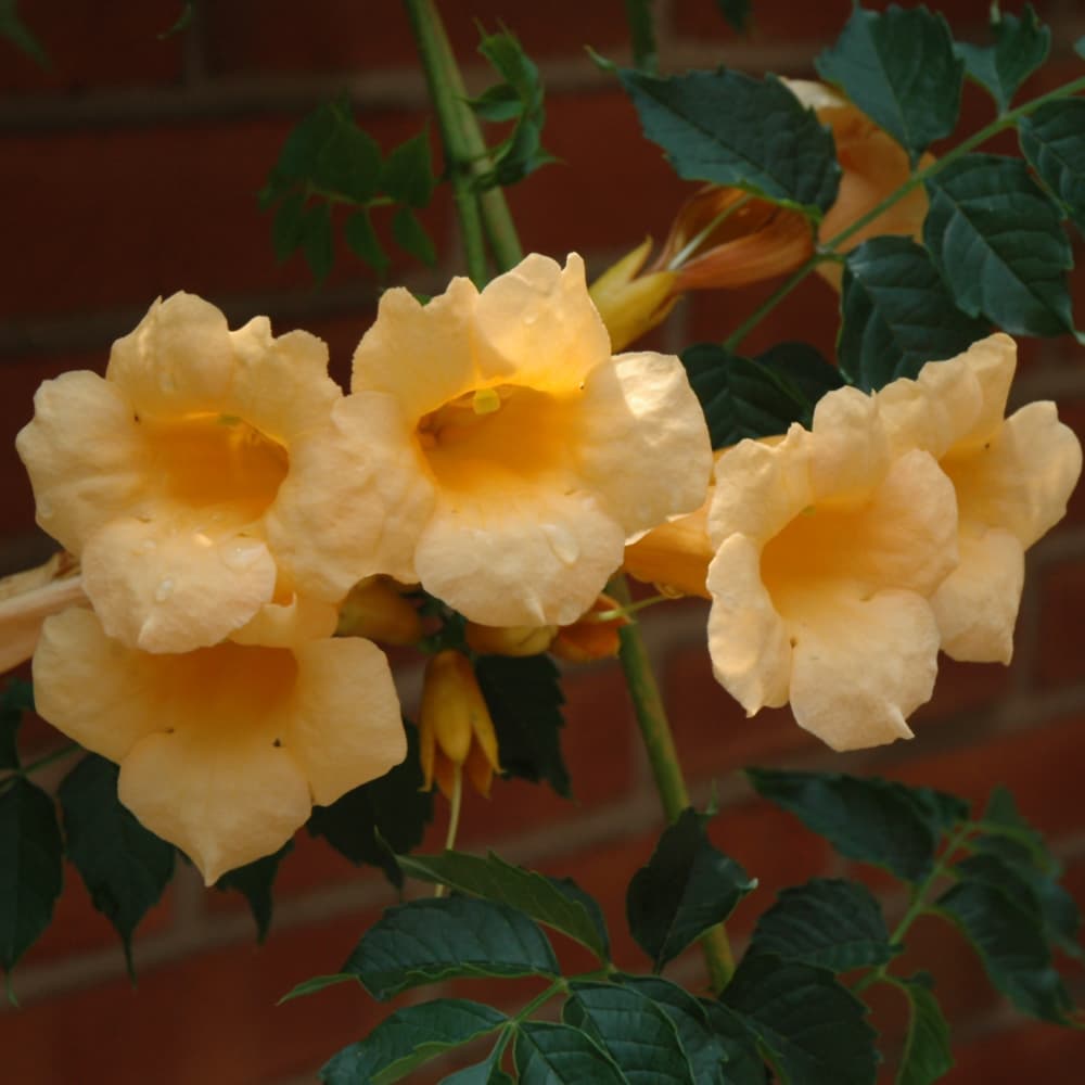 NetPS Plant Finder (www.netpsplantfinder.com)