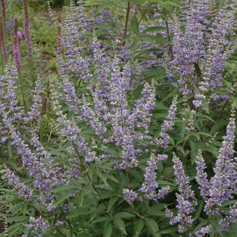 NetPS Plant Finder (www.netpsplantfinder.com)