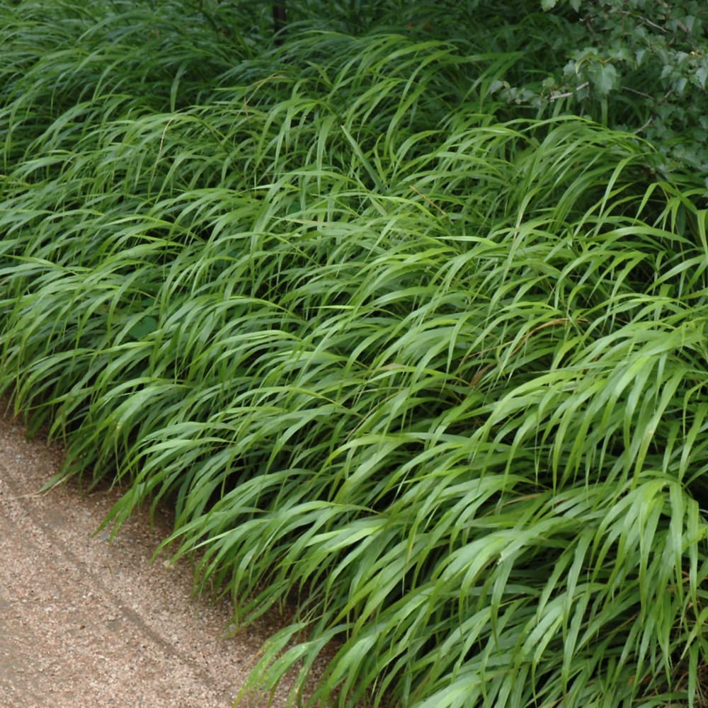 Grass Hakonechloa Albo Striata