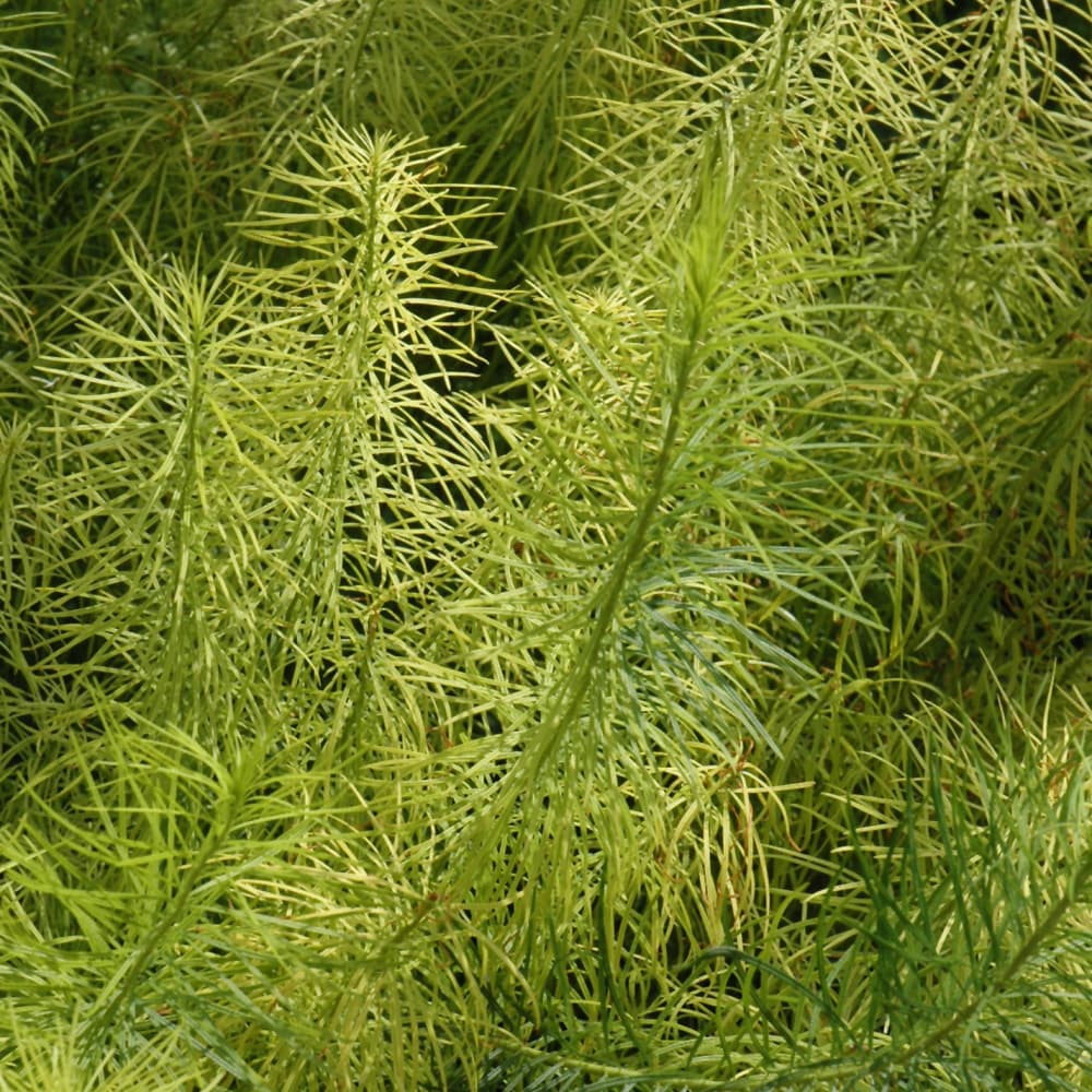 NetPS Plant Finder (www.netpsplantfinder.com)