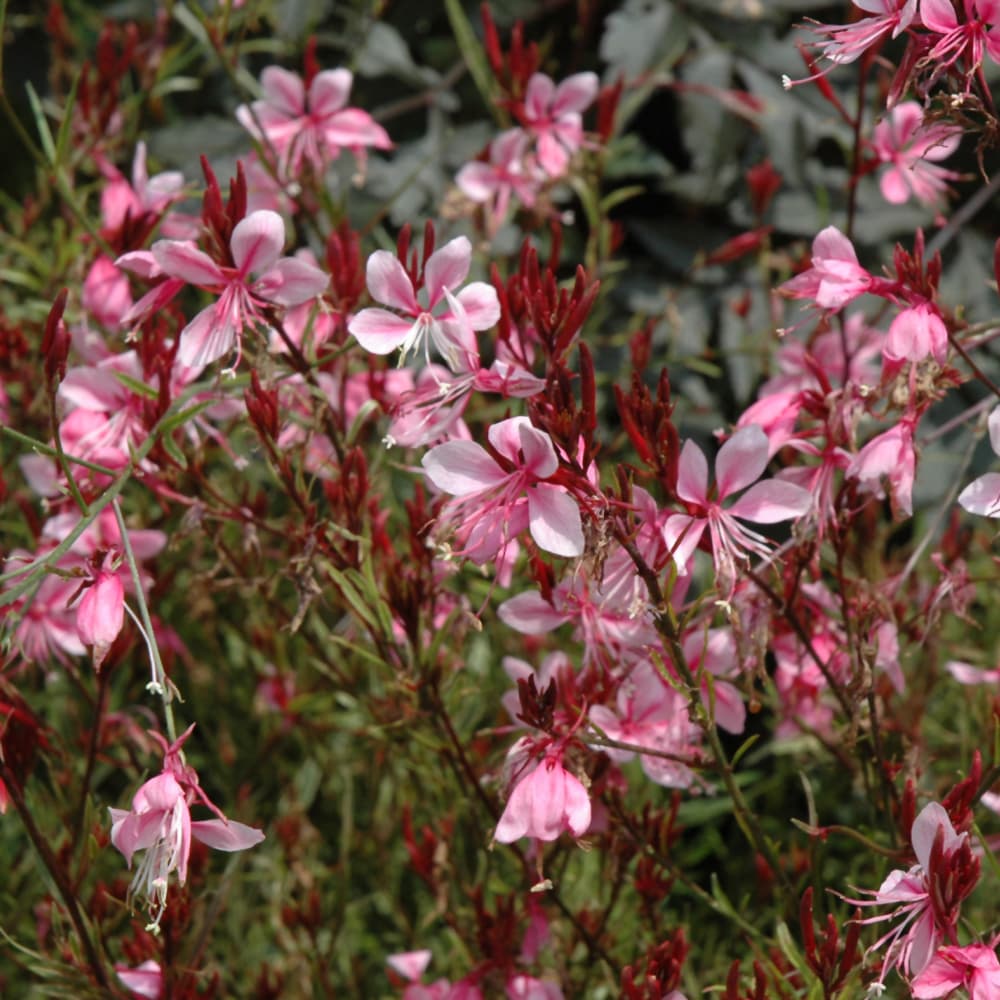 NetPS Plant Finder (www.netpsplantfinder.com)