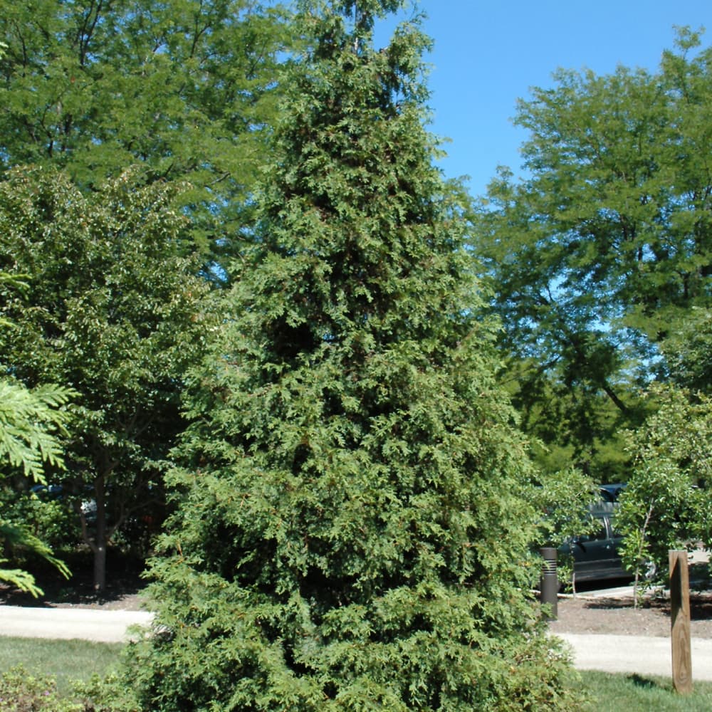 Arborvitae Virescens