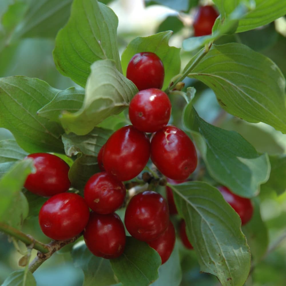 NetPS Plant Finder (www.netpsplantfinder.com)