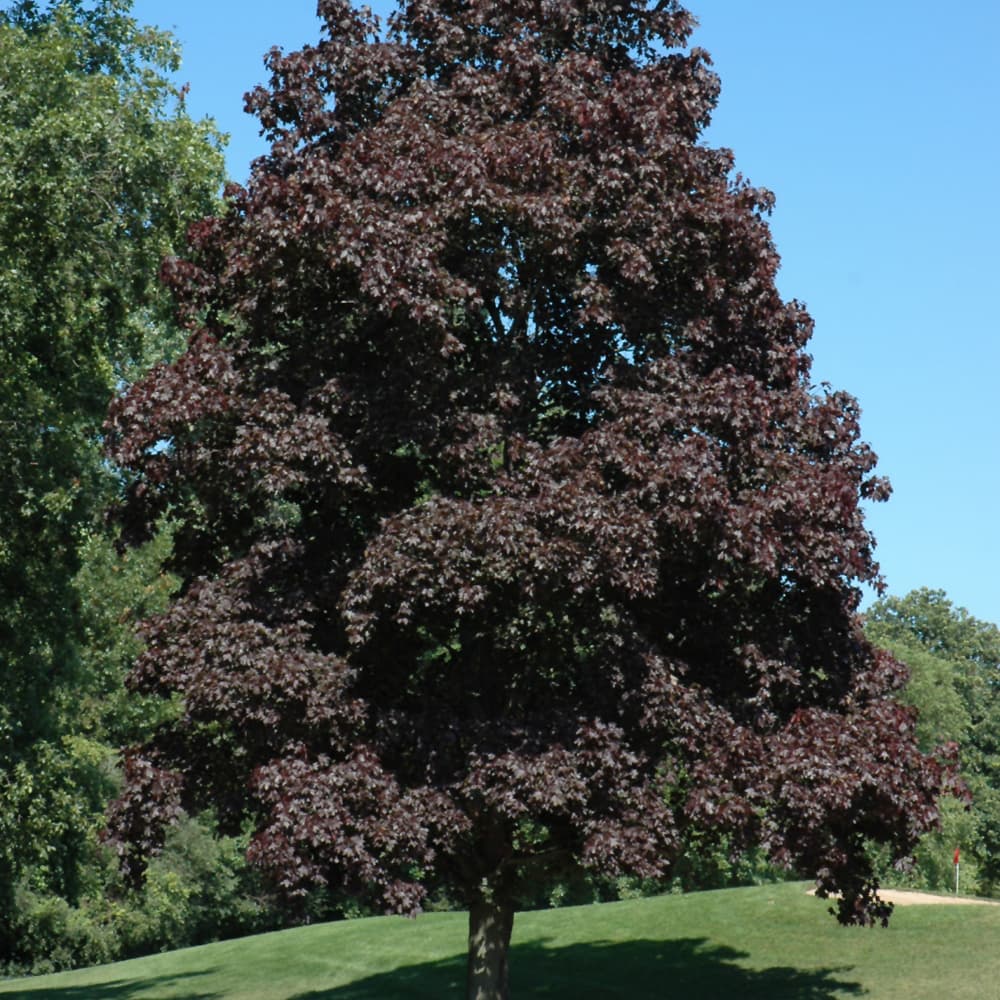 Maple Crimson King