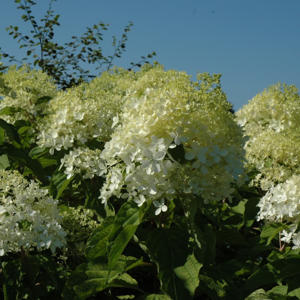 NetPS Plant Finder (www.netpsplantfinder.com)