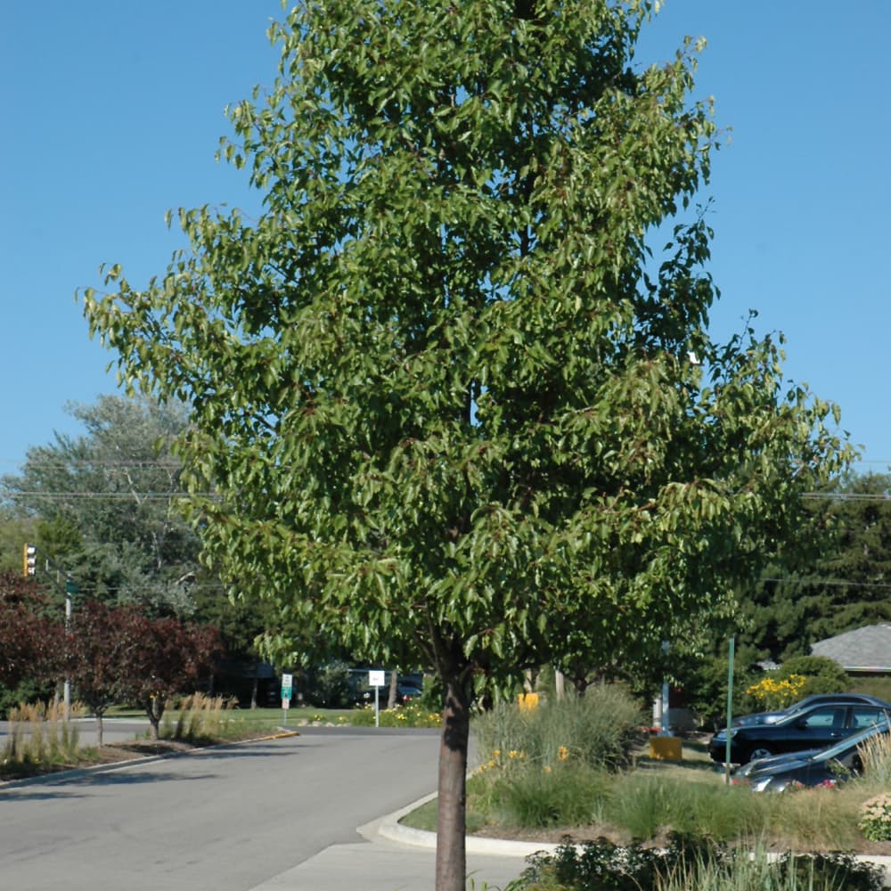 NetPS Plant Finder (www.netpsplantfinder.com)