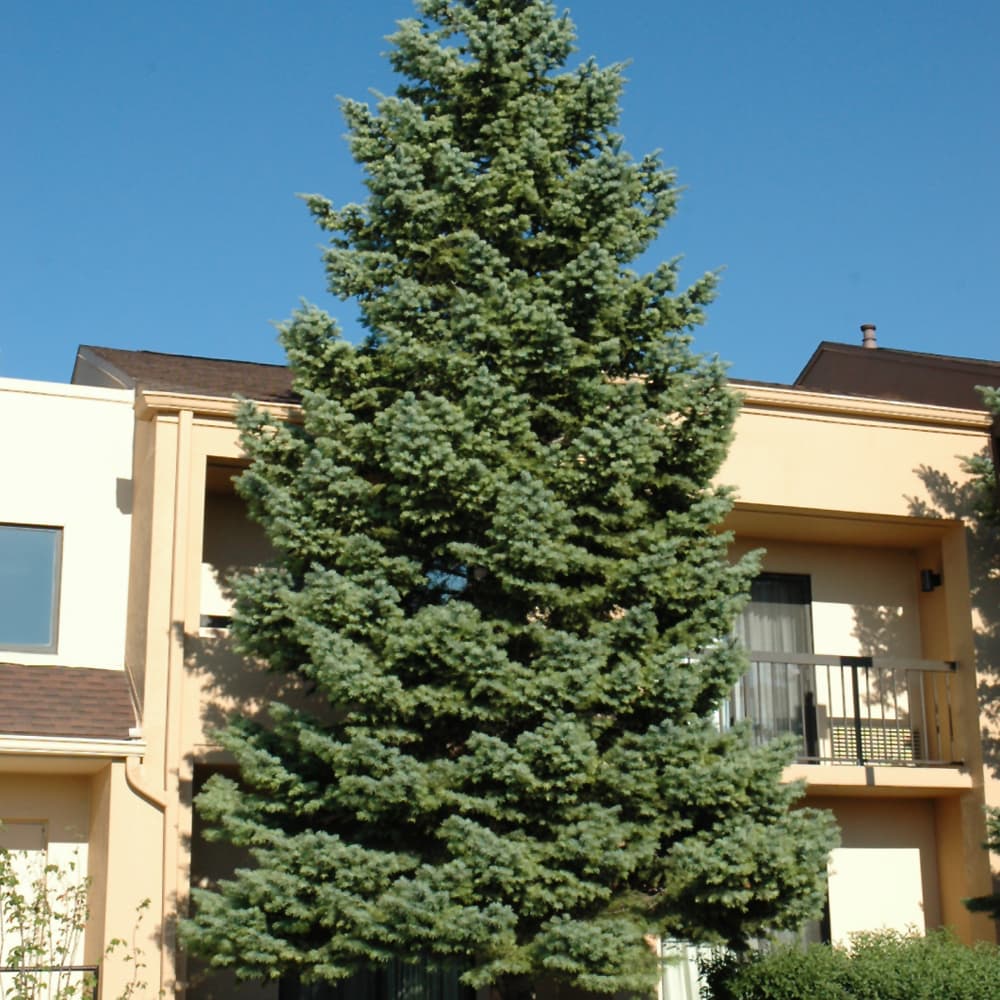 Spruce White