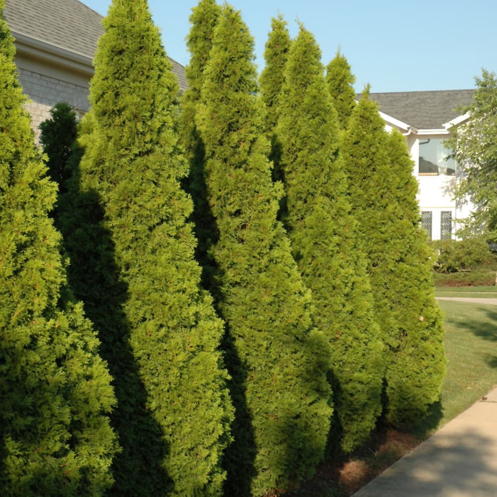 NetPS Plant Finder (www.netpsplantfinder.com)