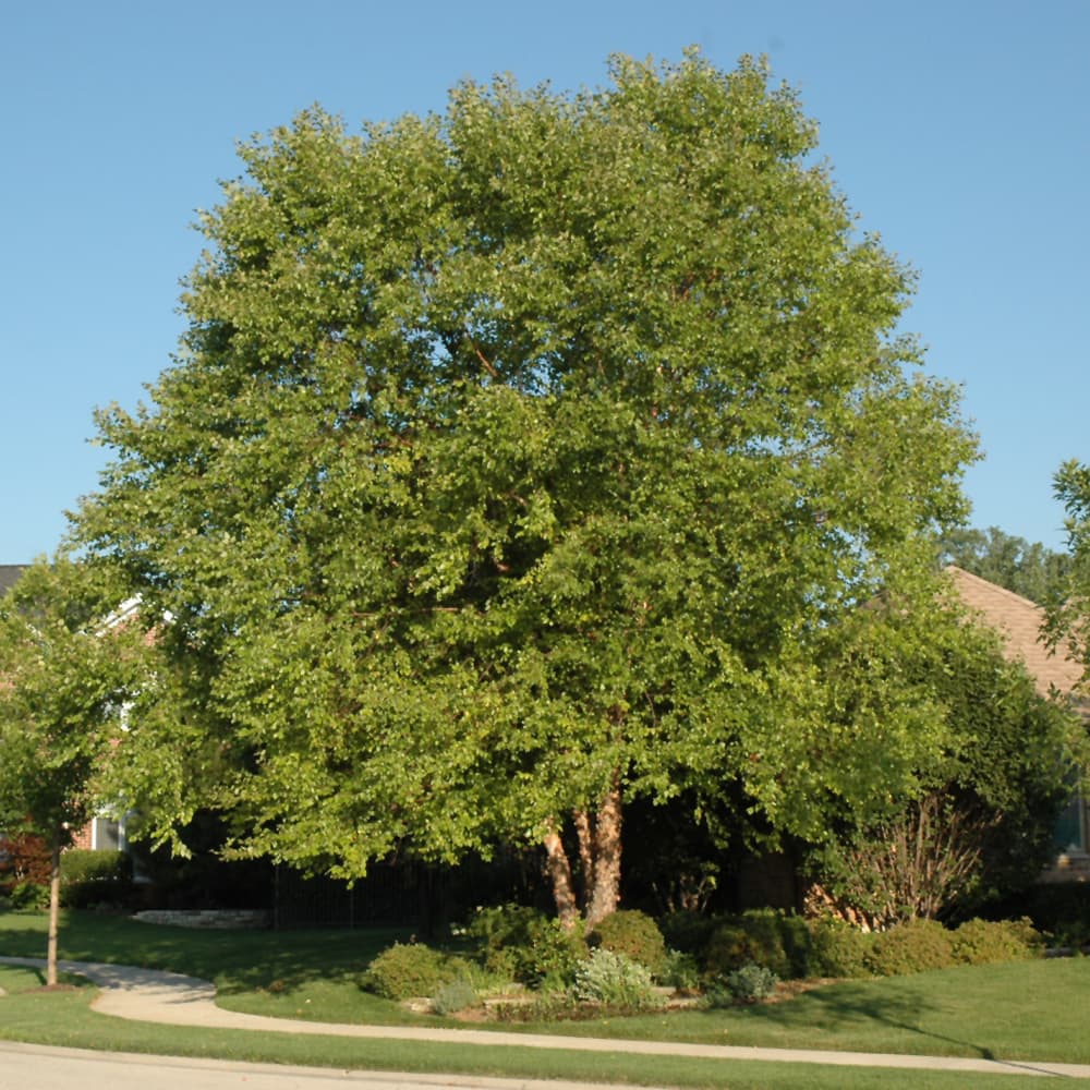 Birch Heritage