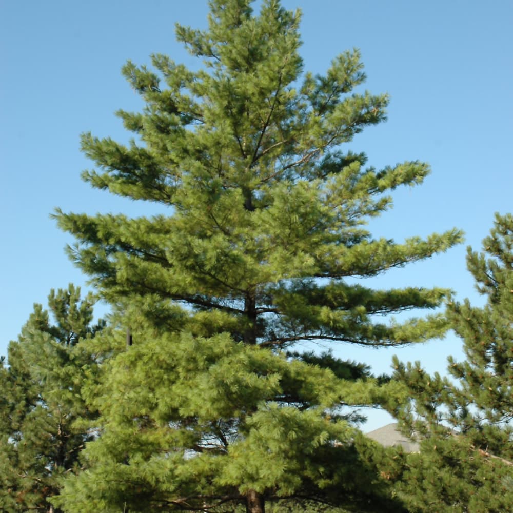 Pine Eastern White