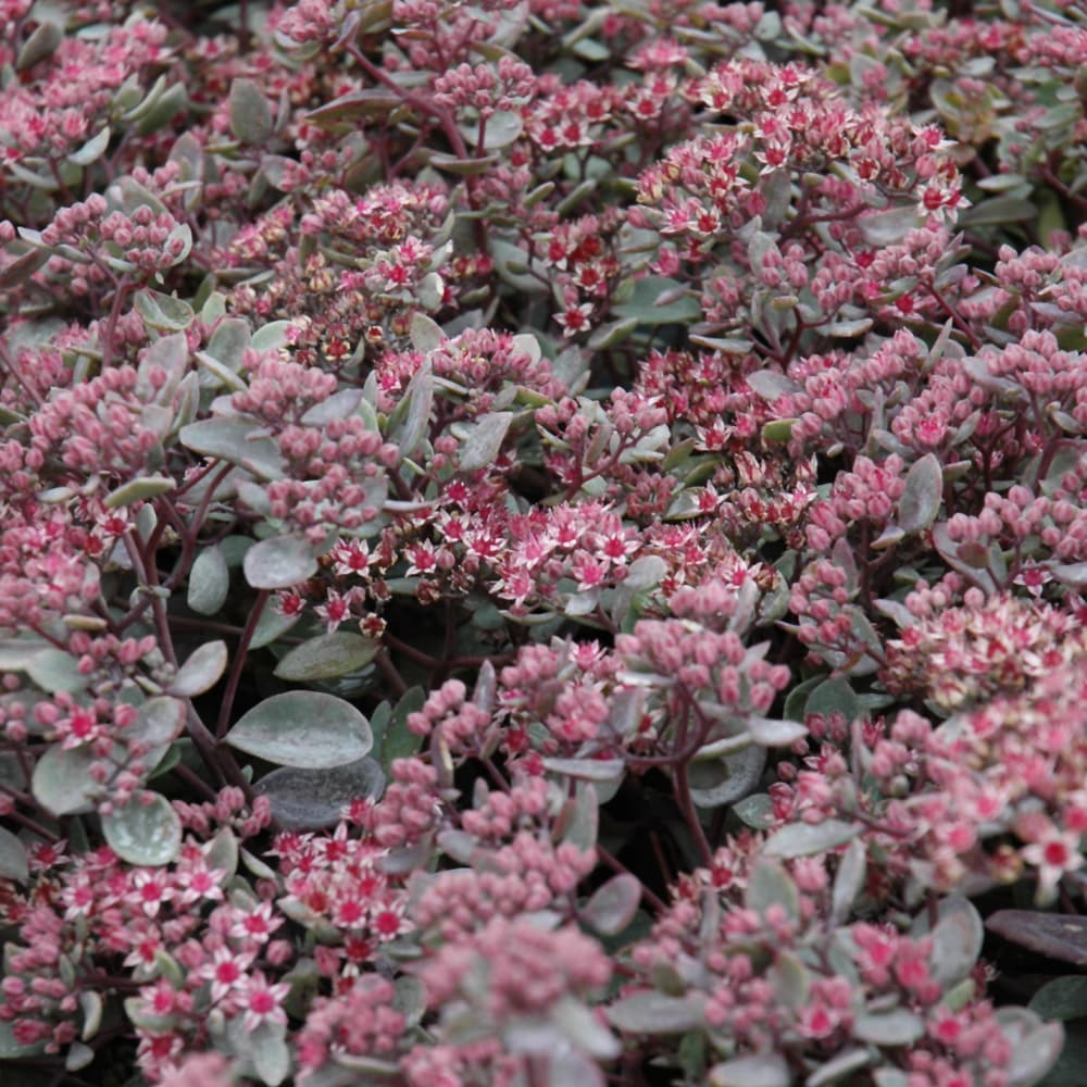 NetPS Plant Finder (www.netpsplantfinder.com)