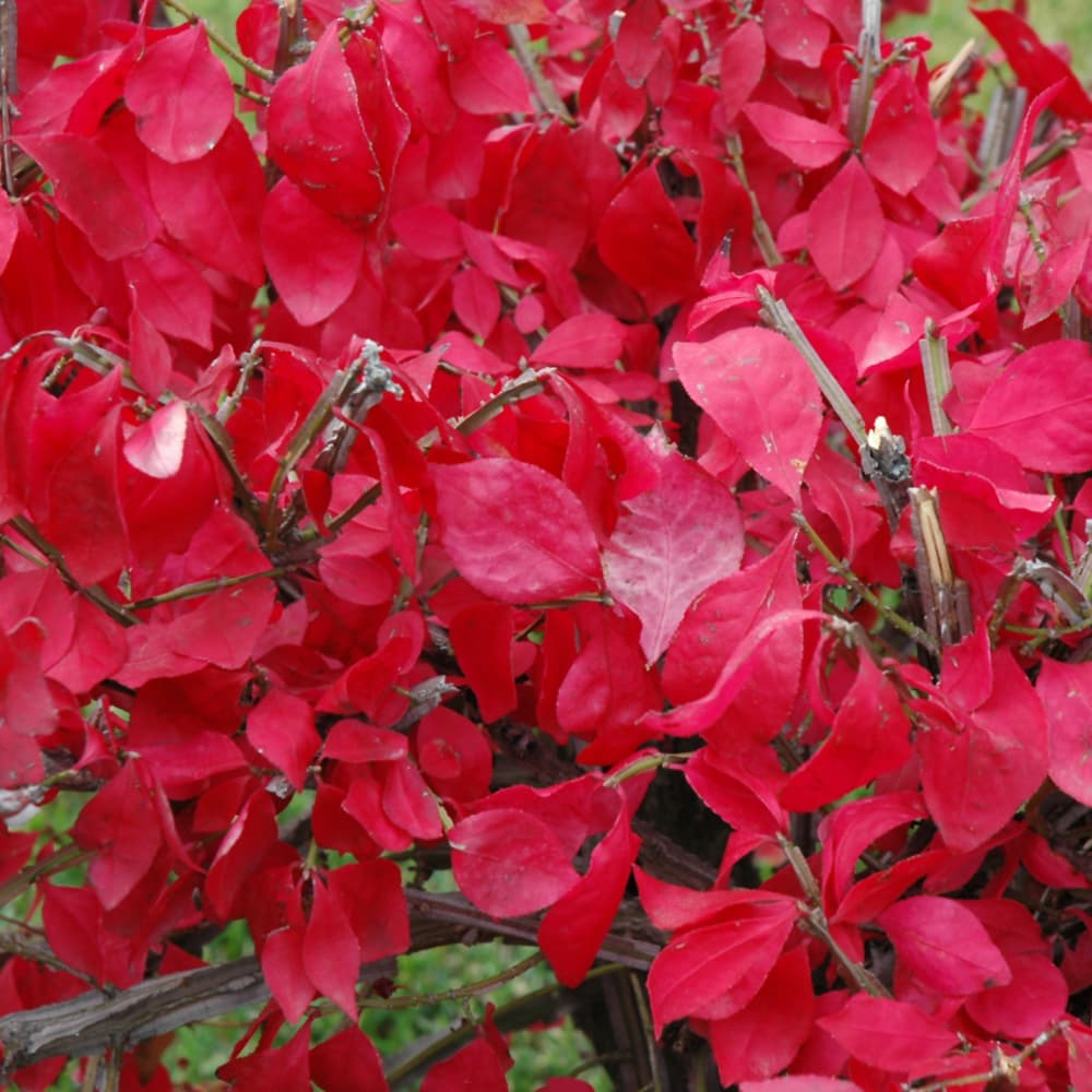 NetPS Plant Finder (www.netpsplantfinder.com)