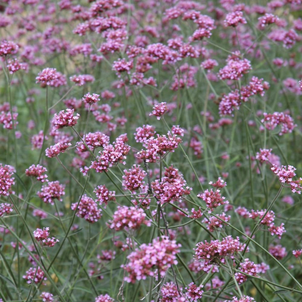 NetPS Plant Finder (www.netpsplantfinder.com)