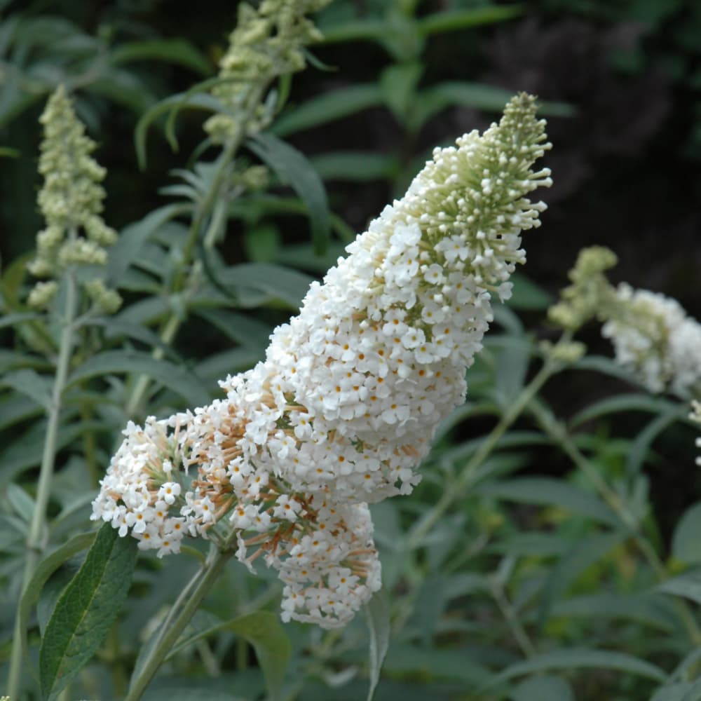 NetPS Plant Finder (www.netpsplantfinder.com)