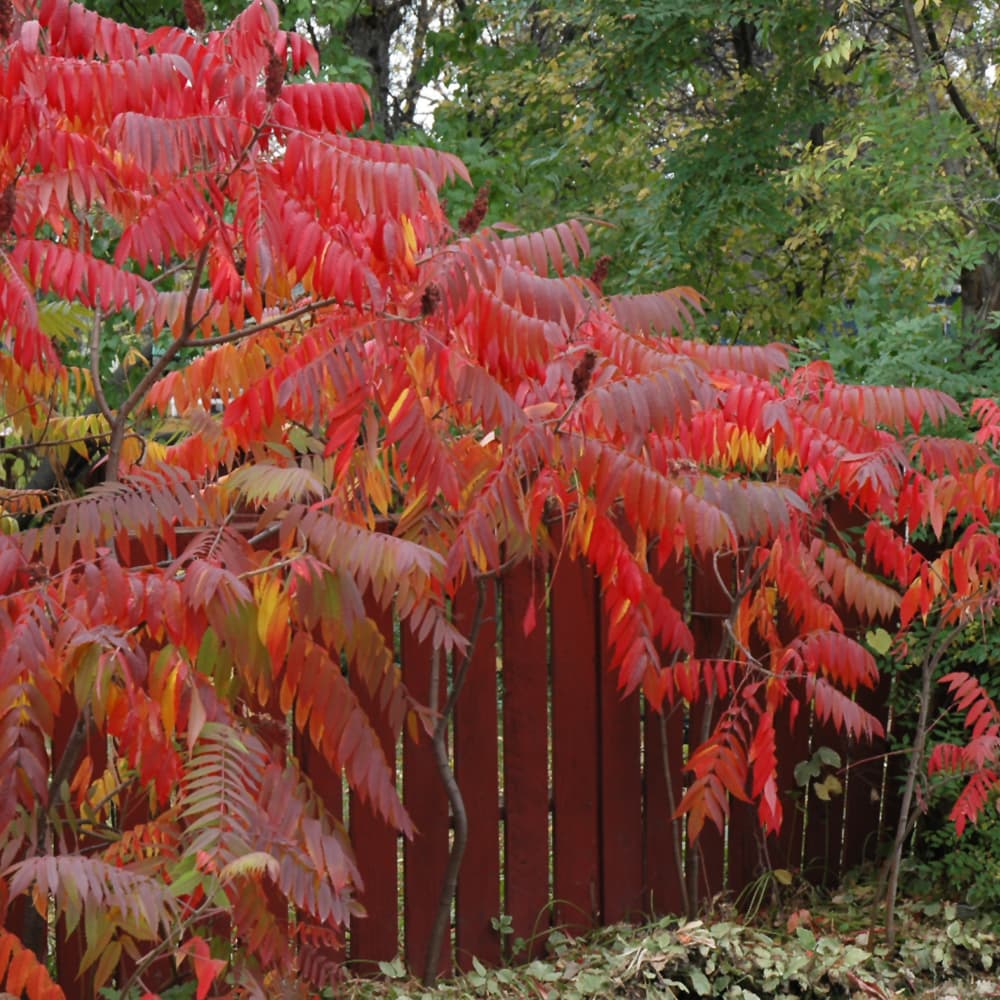 NetPS Plant Finder (www.netpsplantfinder.com)