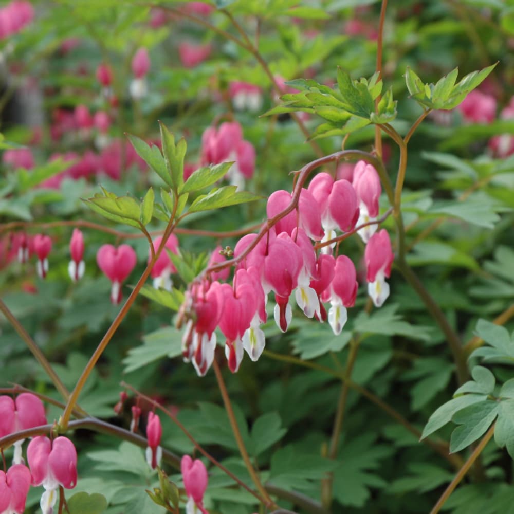 Bleeding Heart Valentine