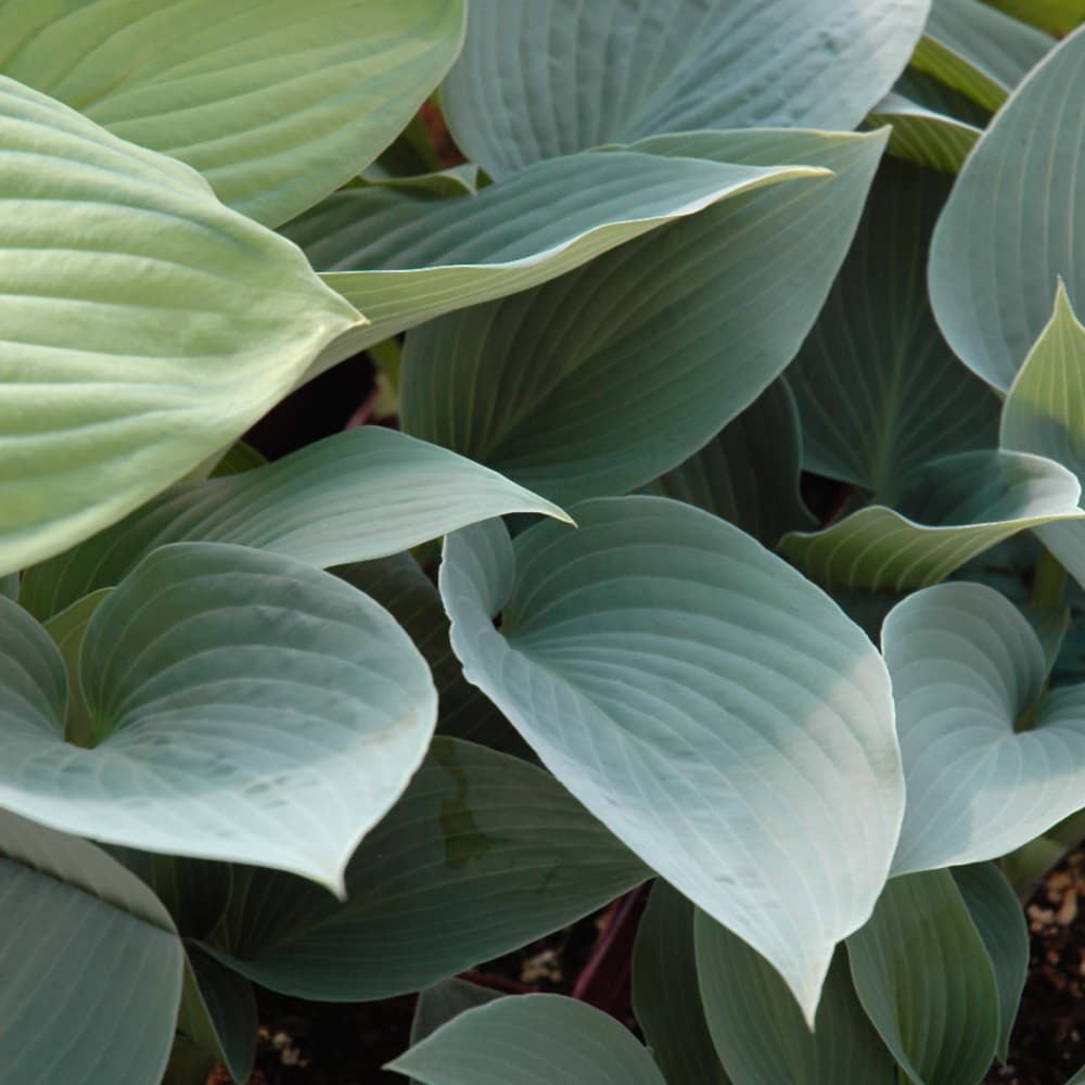 NetPS Plant Finder (www.netpsplantfinder.com)