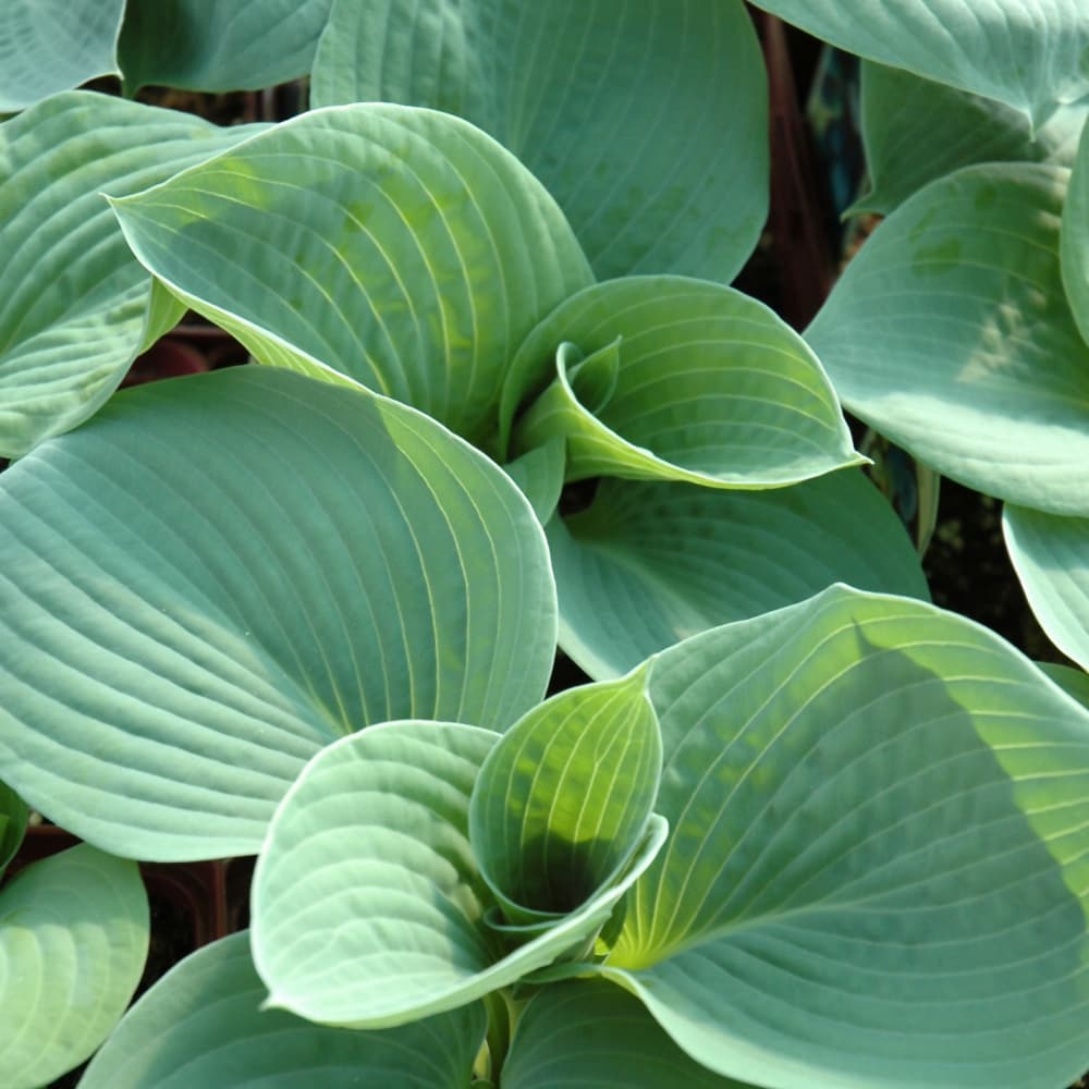 NetPS Plant Finder (www.netpsplantfinder.com)