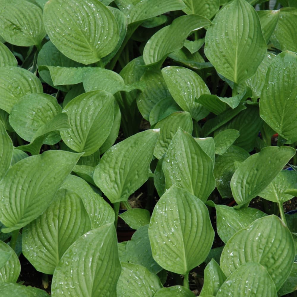 NetPS Plant Finder (www.netpsplantfinder.com)