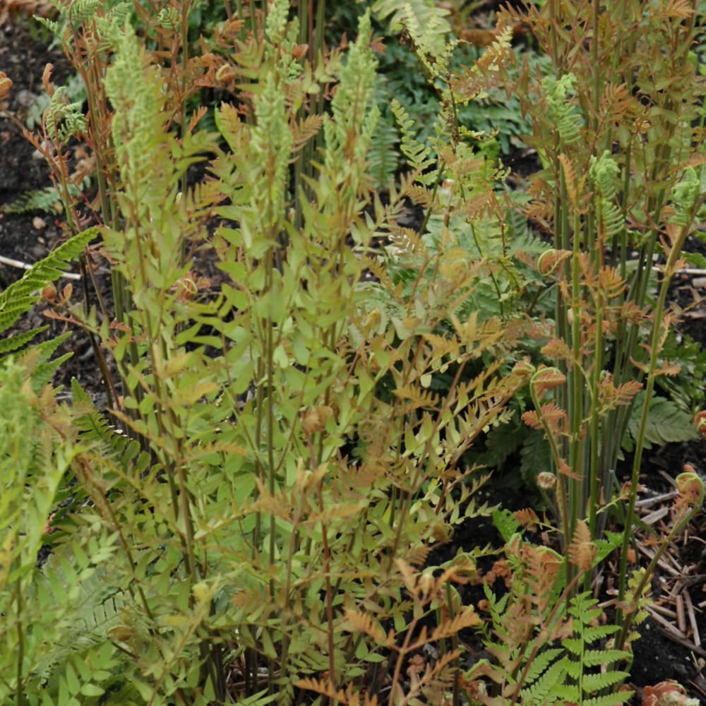 NetPS Plant Finder (www.netpsplantfinder.com)