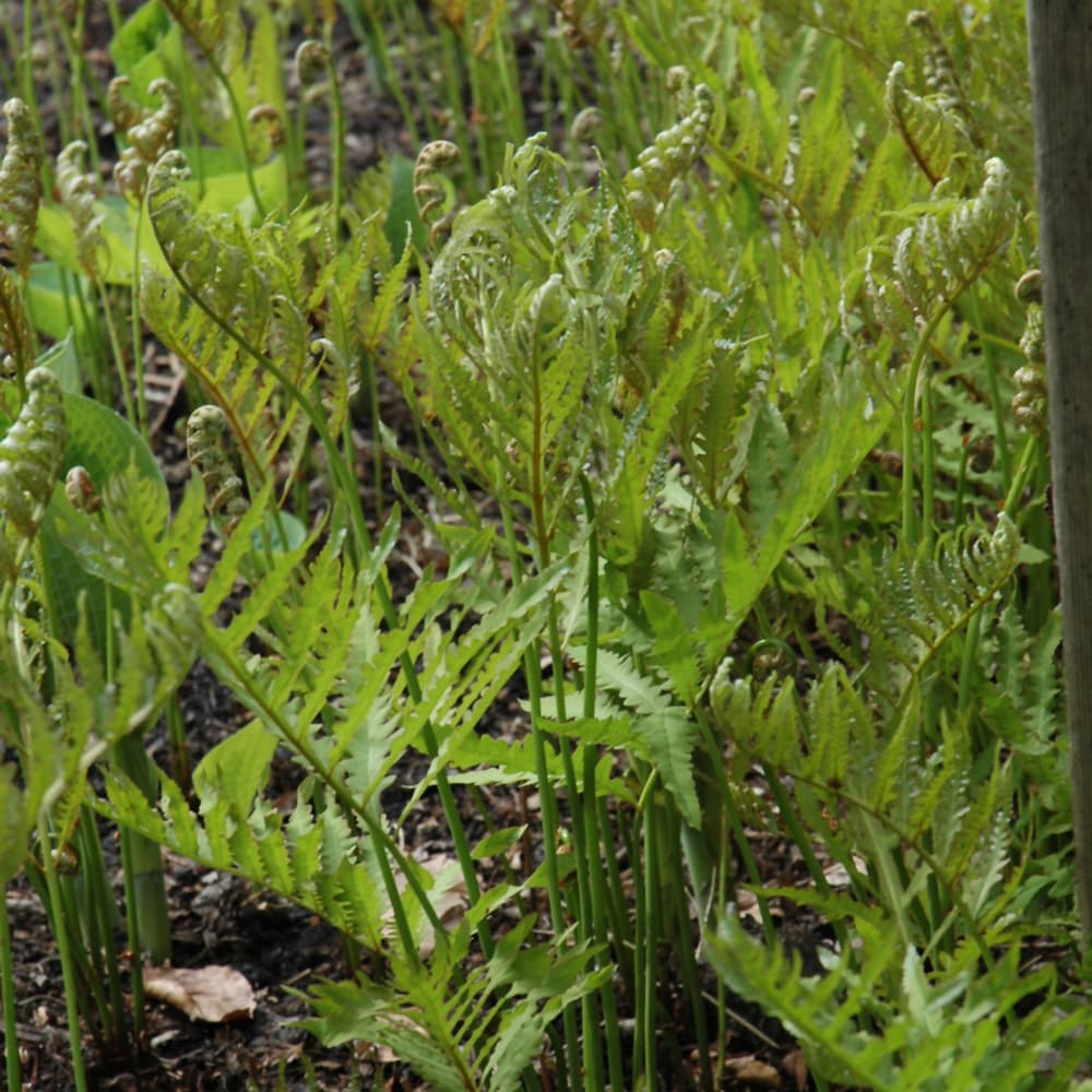 NetPS Plant Finder (www.netpsplantfinder.com)