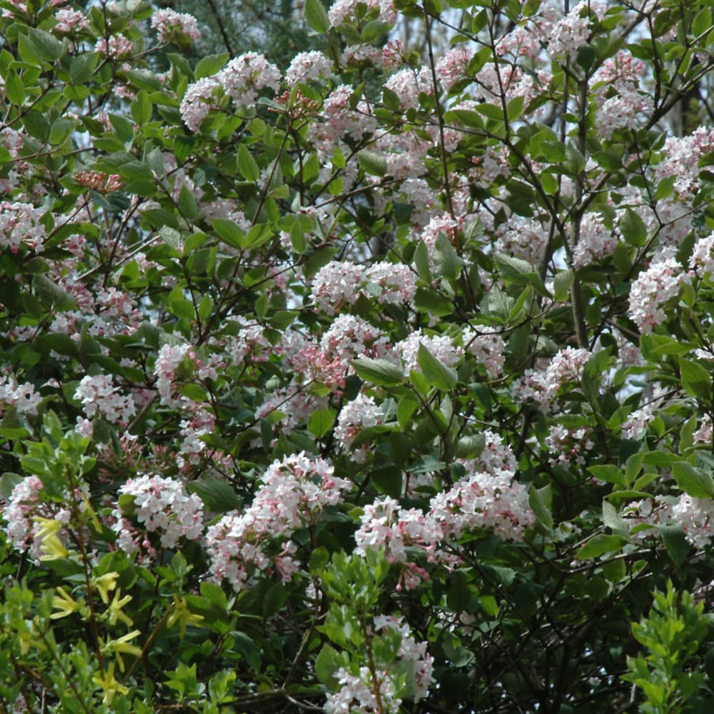 NetPS Plant Finder (www.netpsplantfinder.com)