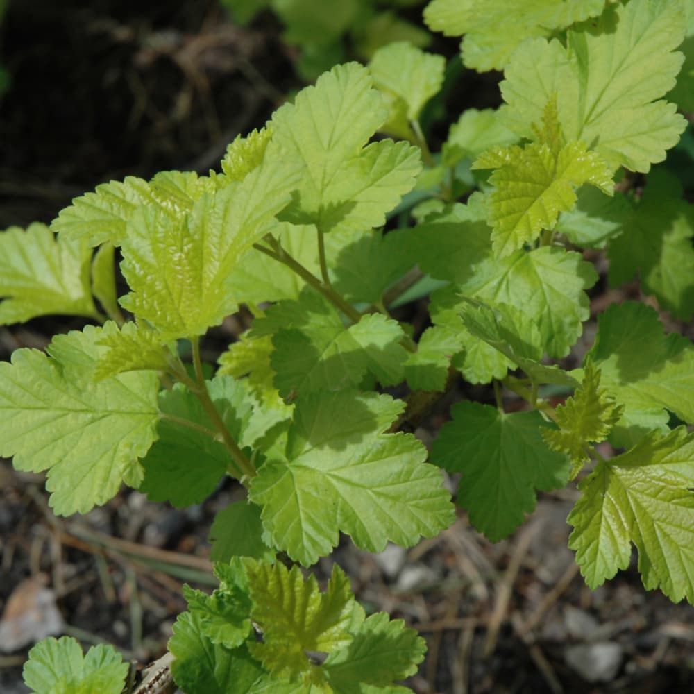 NetPS Plant Finder (www.netpsplantfinder.com)