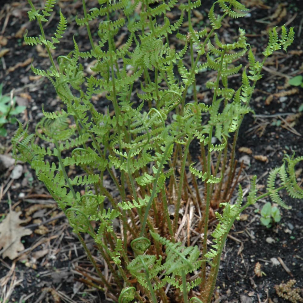 NetPS Plant Finder (www.netpsplantfinder.com)