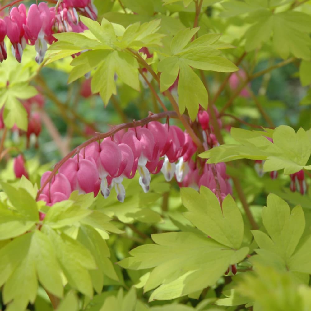 Bleeding Heart Gold