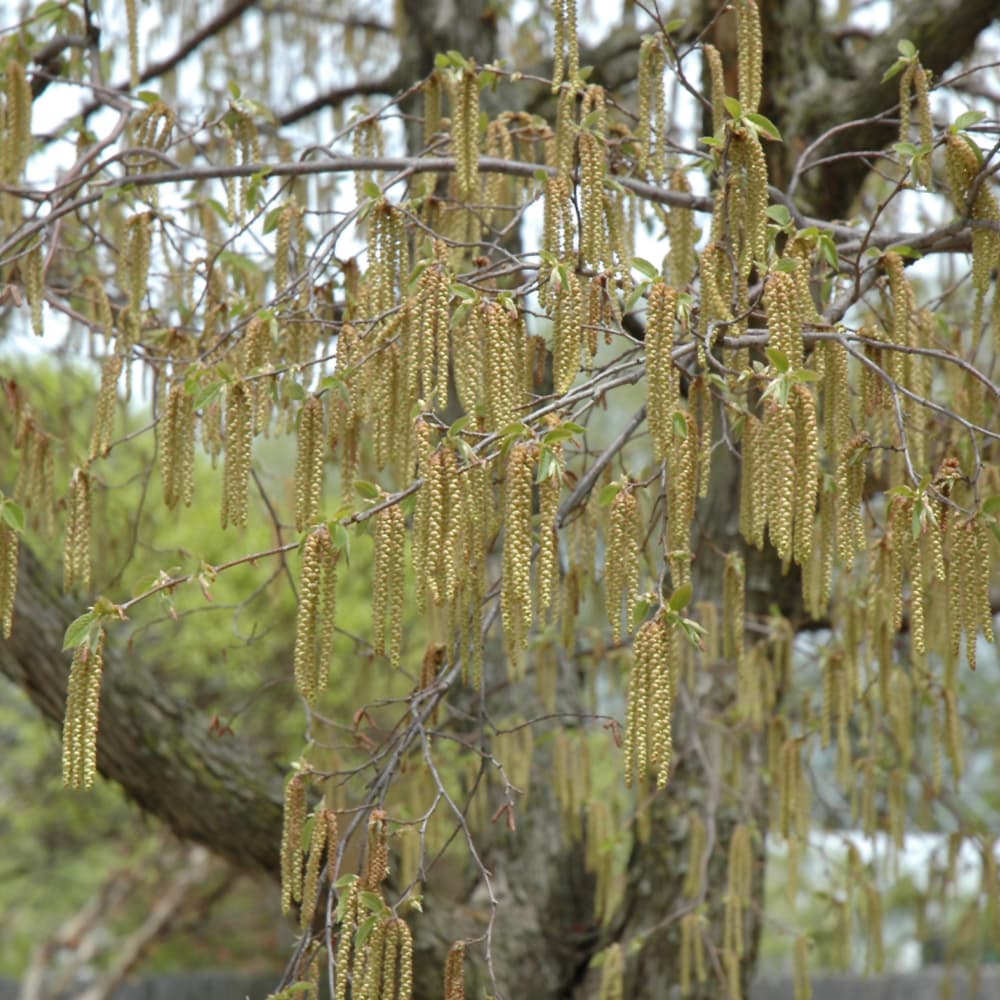 NetPS Plant Finder (www.netpsplantfinder.com)