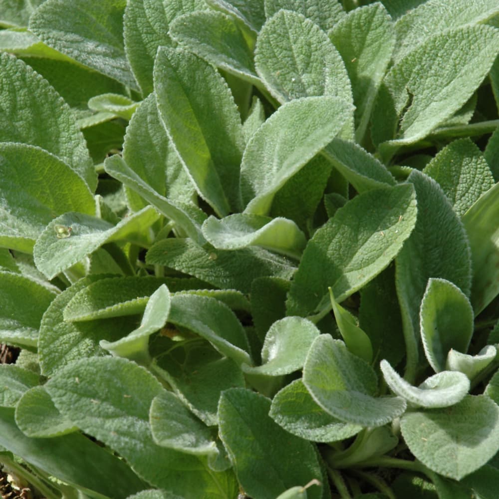 NetPS Plant Finder (www.netpsplantfinder.com)