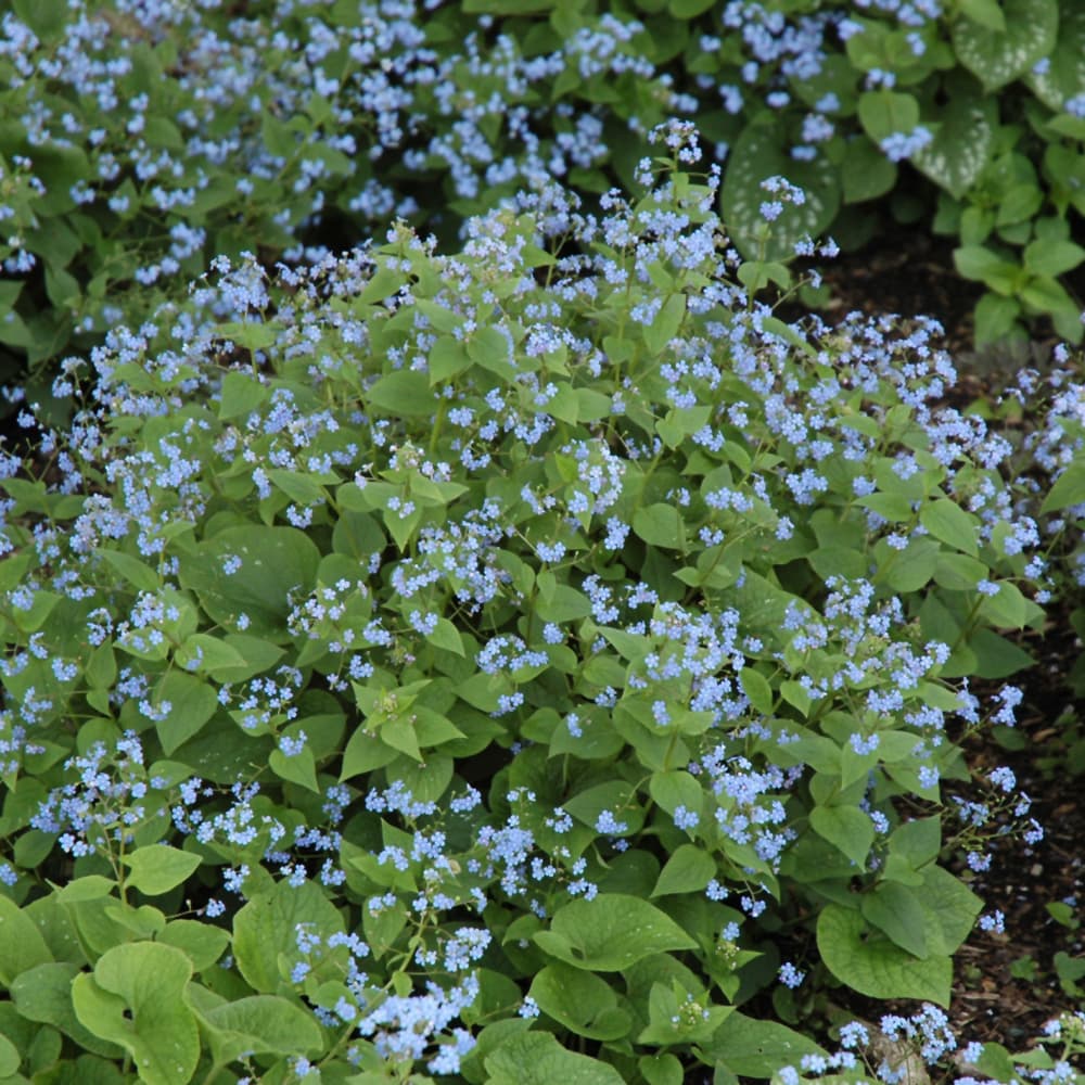 NetPS Plant Finder (www.netpsplantfinder.com)