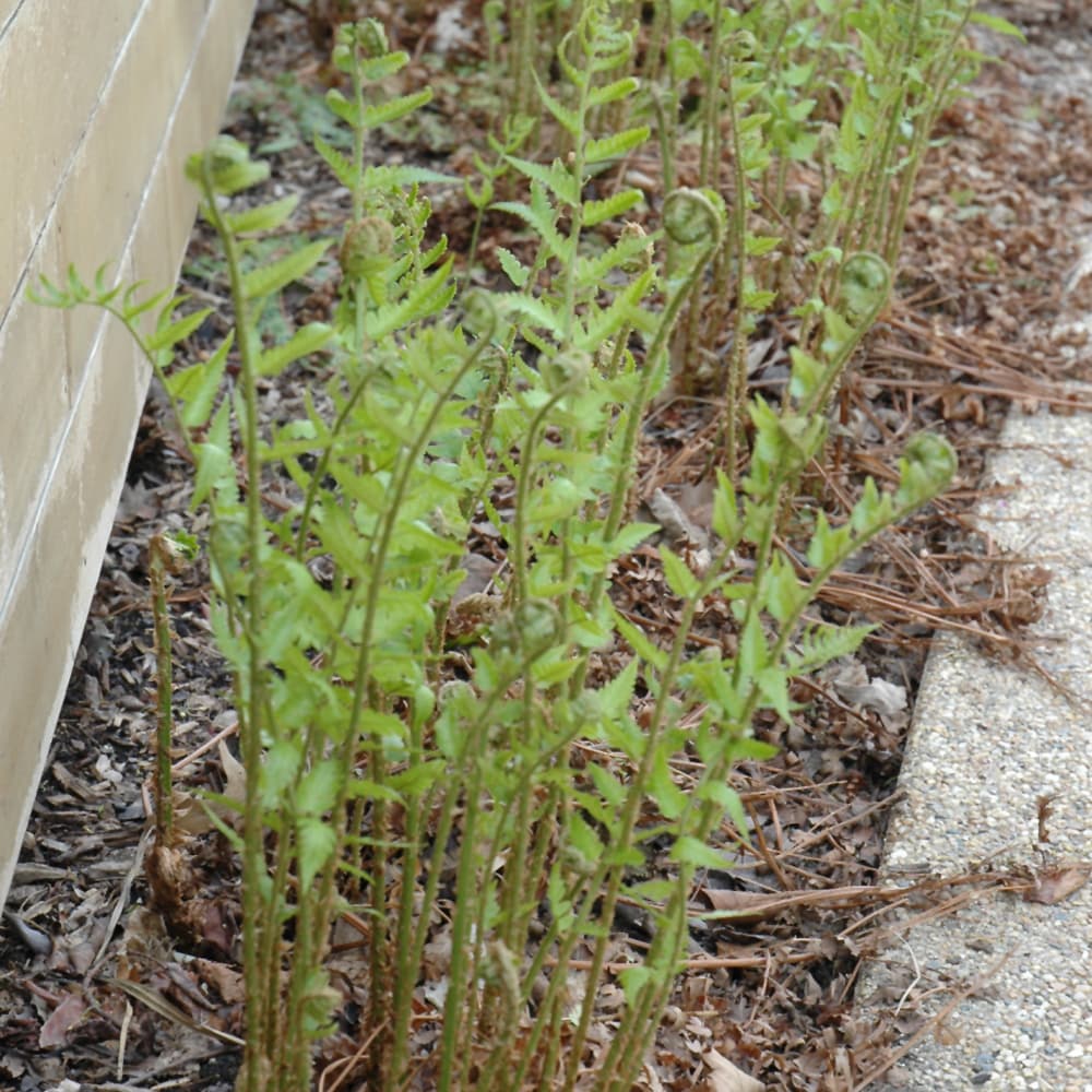 NetPS Plant Finder (www.netpsplantfinder.com)