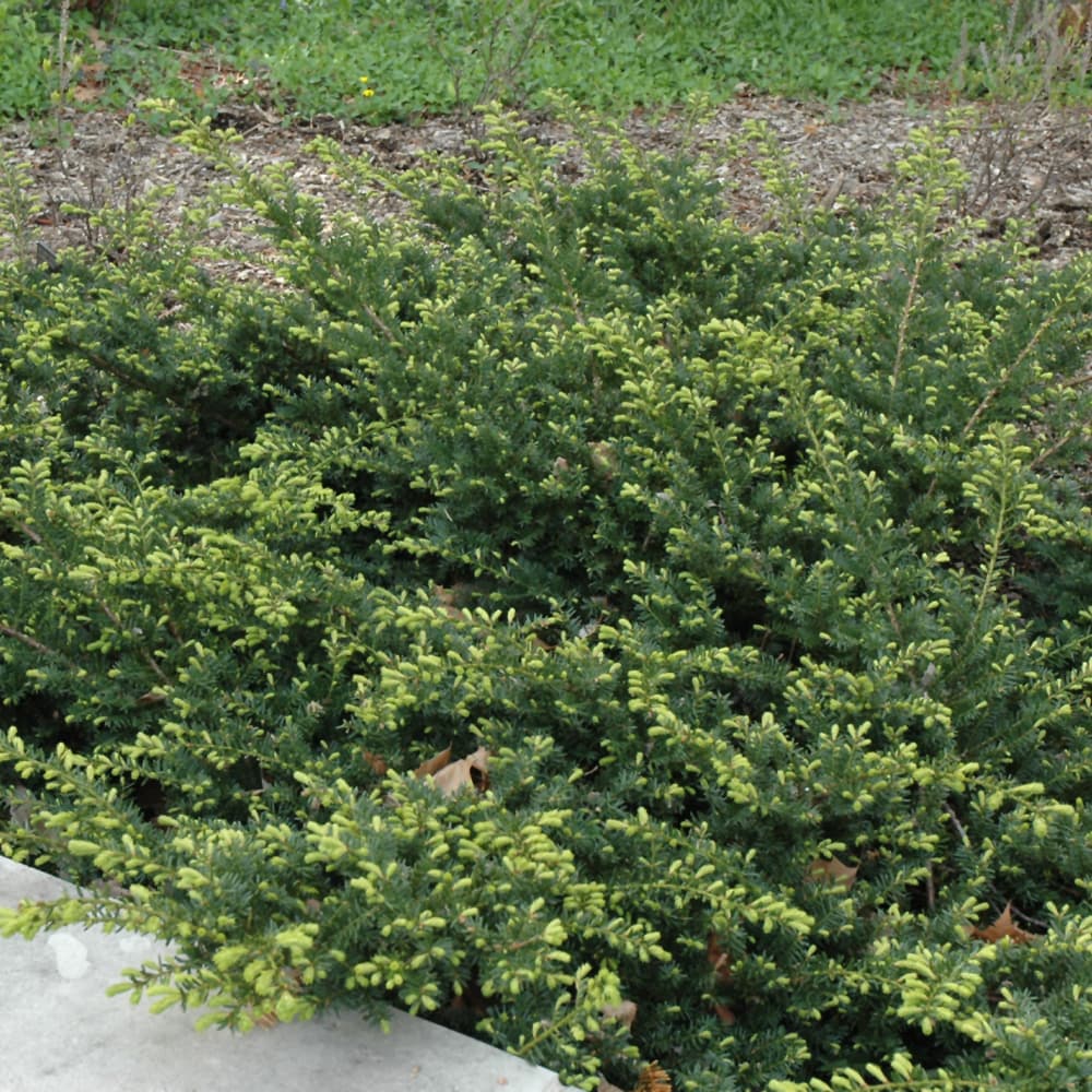 NetPS Plant Finder (www.netpsplantfinder.com)