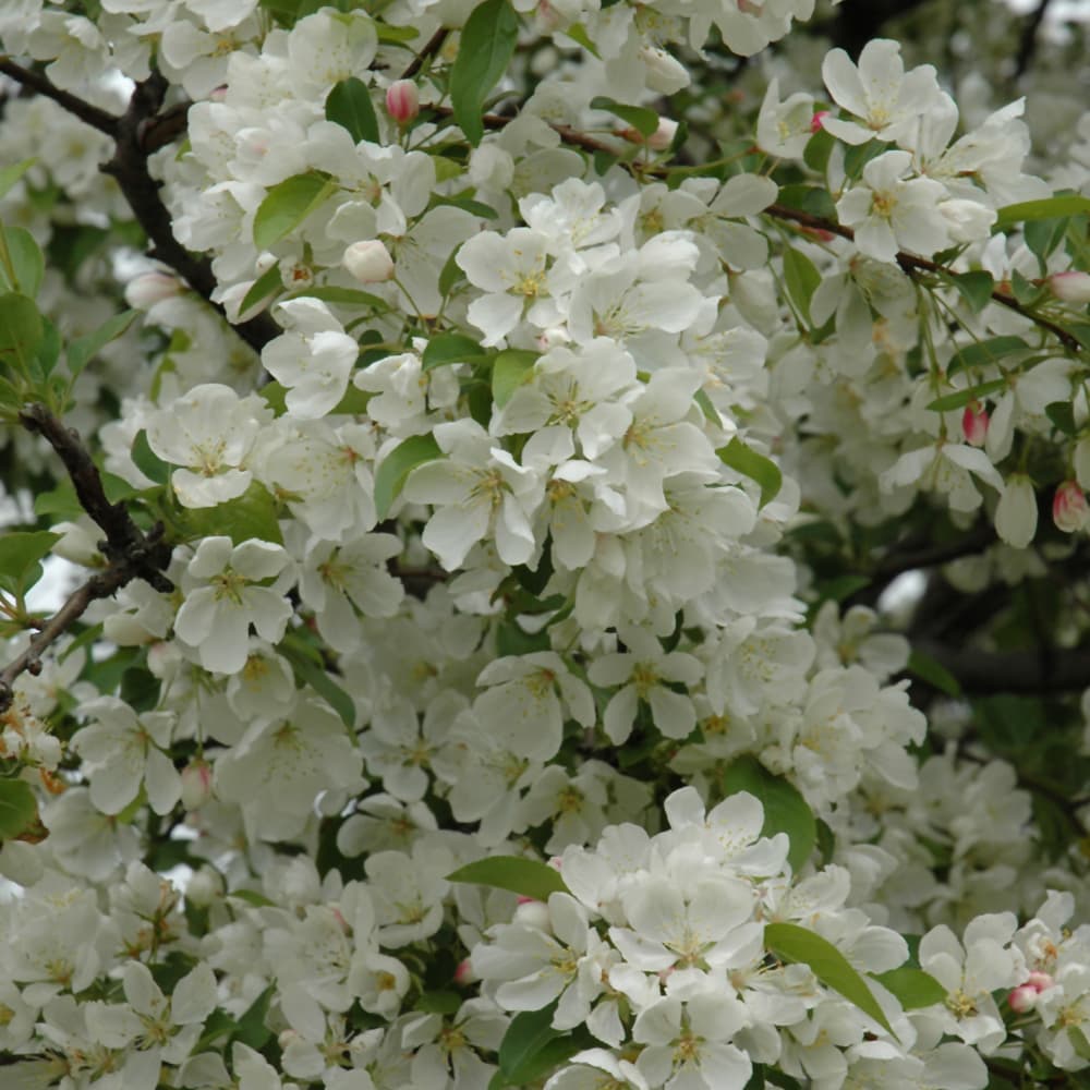 NetPS Plant Finder (www.netpsplantfinder.com)