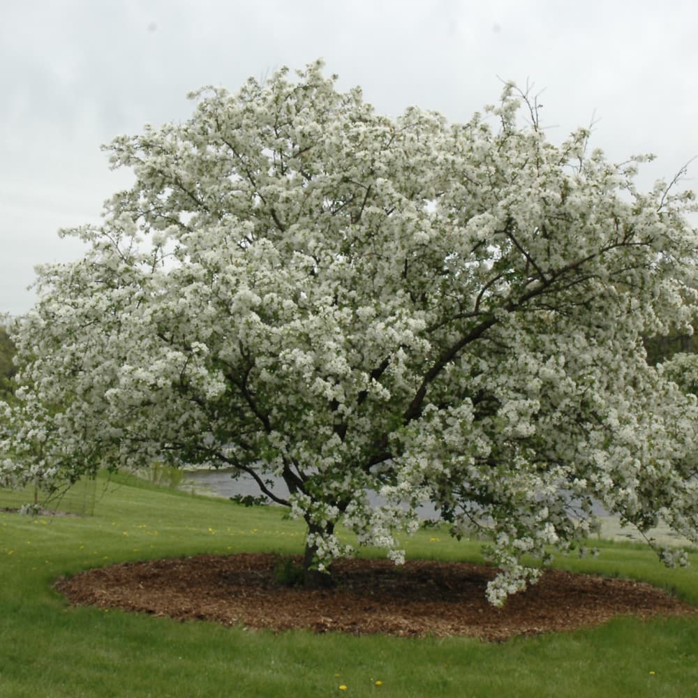 Crabapple Donald Wyman