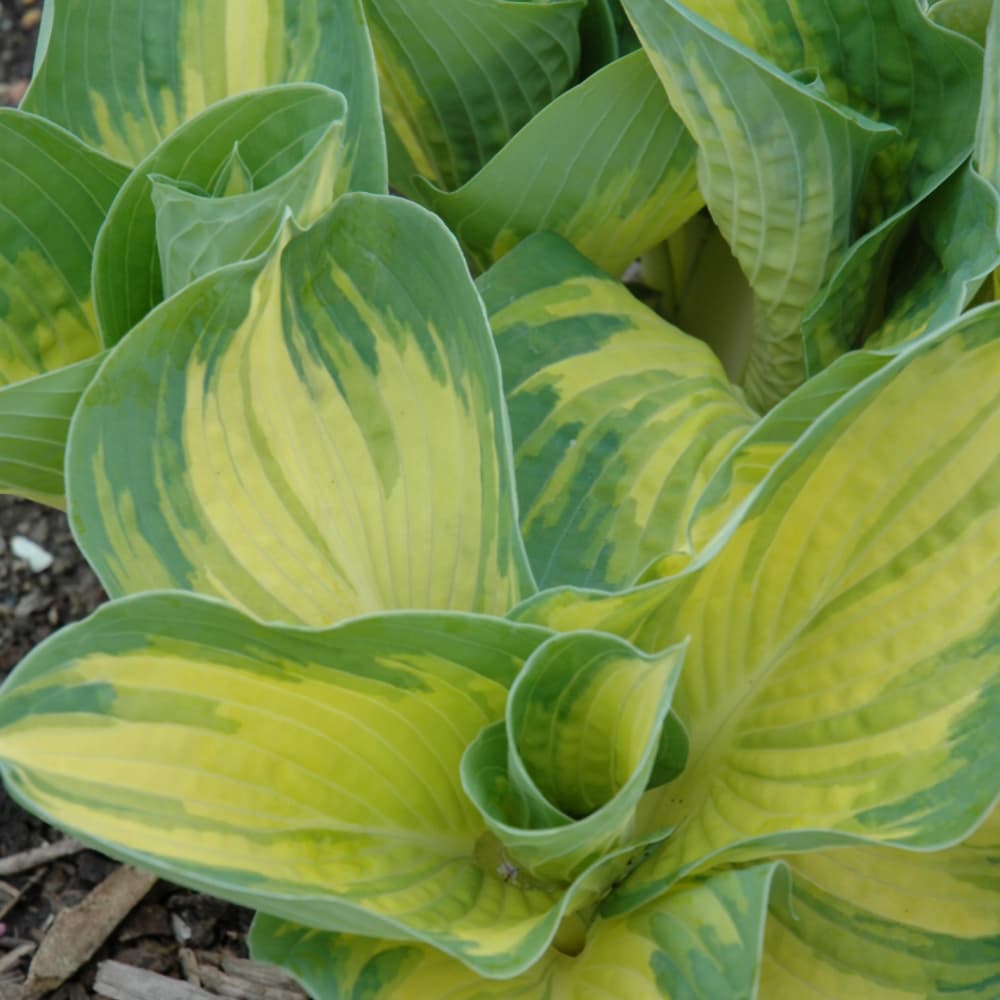 NetPS Plant Finder (www.netpsplantfinder.com)