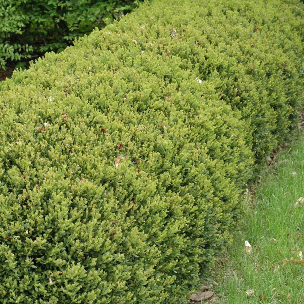 NetPS Plant Finder (www.netpsplantfinder.com)