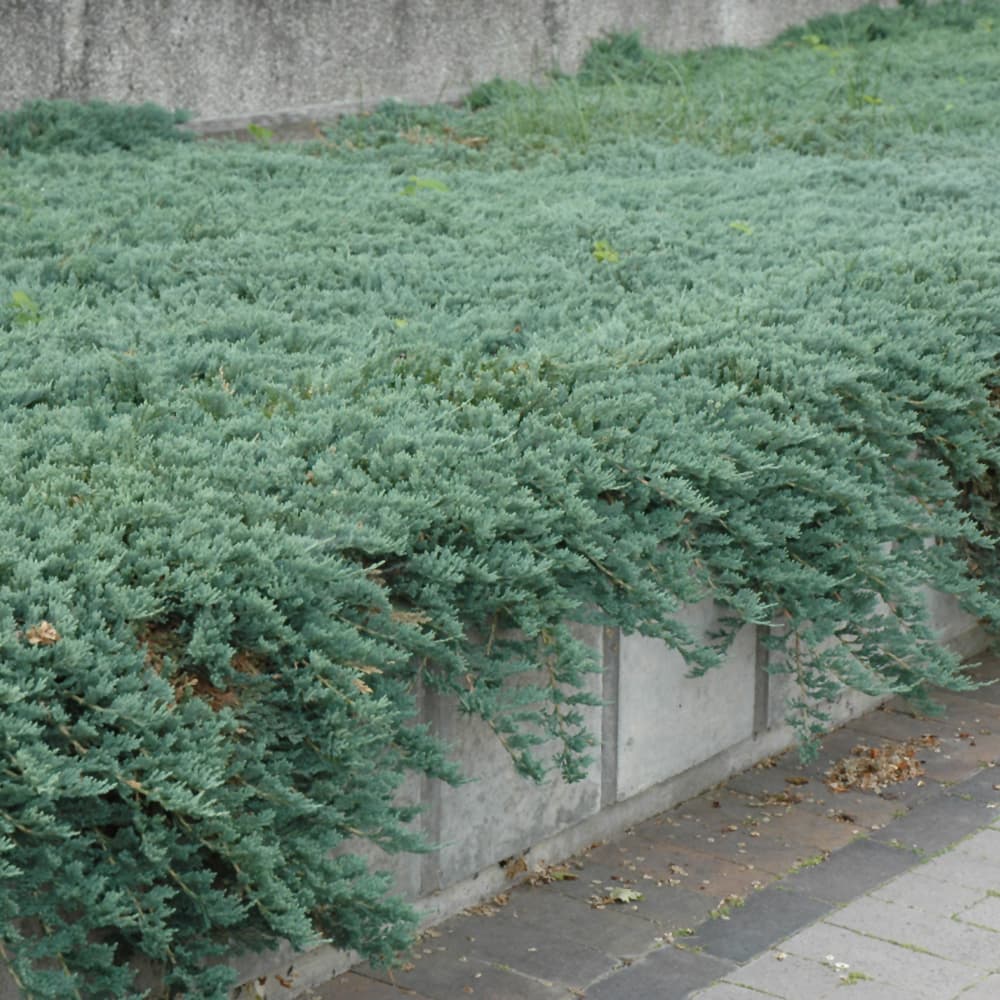 NetPS Plant Finder (www.netpsplantfinder.com)