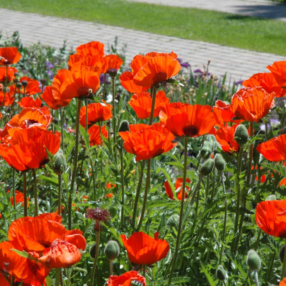 NetPS Plant Finder (www.netpsplantfinder.com)