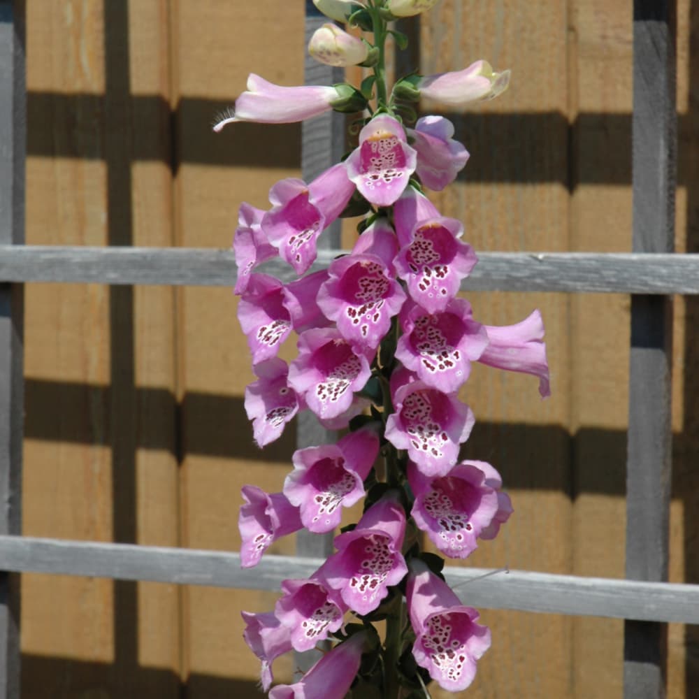 NetPS Plant Finder (www.netpsplantfinder.com)